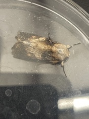 Spodoptera latifascia