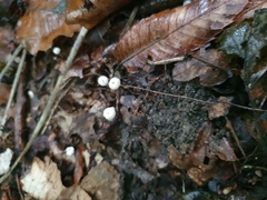 Marasmius rotula