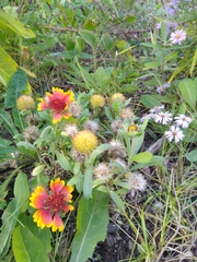 Gaillardia