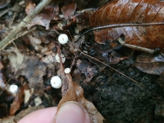 Marasmius rotula