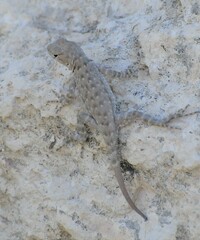Sceloporus merriami