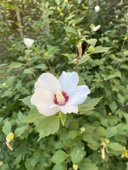 Hibiscus syriacus