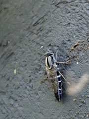 Ozodiceromyia