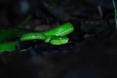 Trimeresurus albolabris