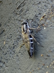 Ozodiceromyia