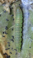 Phycita diaphana