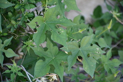 Ipomoea lindheimeri