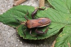 Anoplocnemis