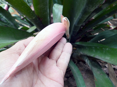 Billbergia
