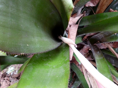 Billbergia