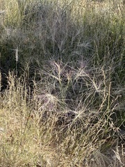 Scleropogon brevifolius