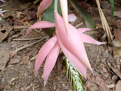 Billbergia