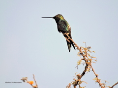 Heliomaster furcifer