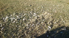 Buteo hemilasius
