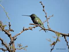 Heliomaster furcifer