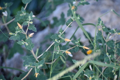Mentzelia oligosperma