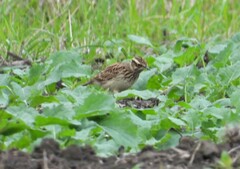 Lullula arborea
