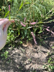 Persicaria longiseta