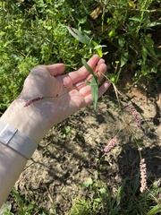 Persicaria longiseta
