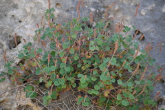 Acalypha monostachya