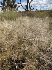 Scleropogon brevifolius