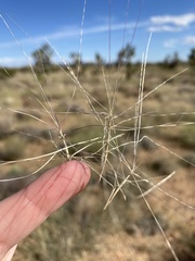 Scleropogon brevifolius