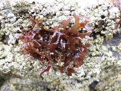 Ahnfeltiopsis devoniensis