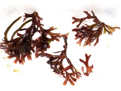Ahnfeltiopsis devoniensis