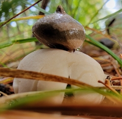 Geastrum minimum