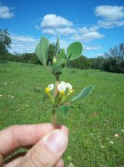 Tripodion tetraphyllum