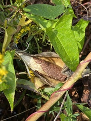 Asclepiadoideae