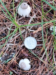 Geastrum minimum
