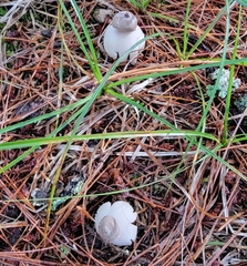 Geastrum minimum