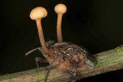 Ophiocordyceps dipterigena