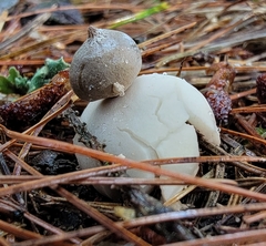 Geastrum minimum