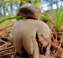 Geastrum minimum