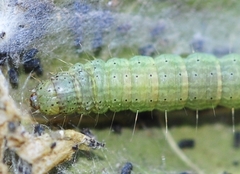 Phycita diaphana