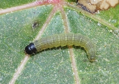 Phycita diaphana