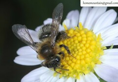 Cnemidandrena