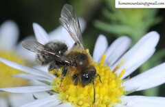 Cnemidandrena
