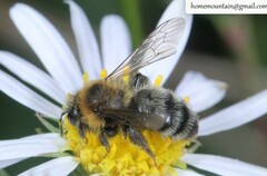 Cnemidandrena