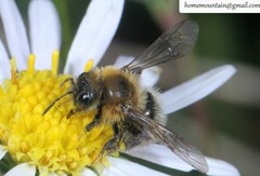 Cnemidandrena