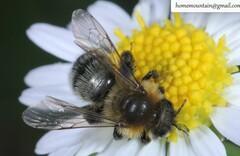 Cnemidandrena