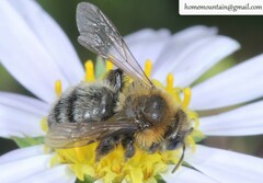 Cnemidandrena