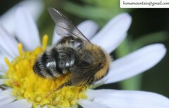 Cnemidandrena