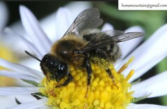 Cnemidandrena