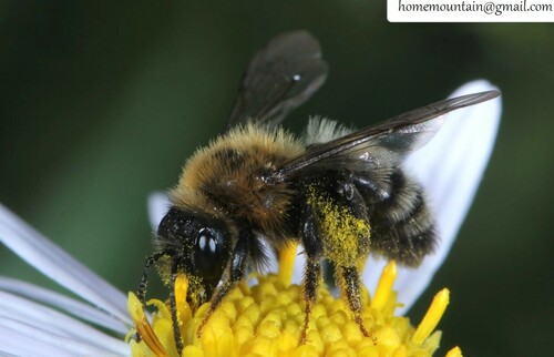 Andrena sublisterelle