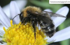 Cnemidandrena