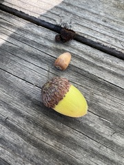 Quercus parvula parvula