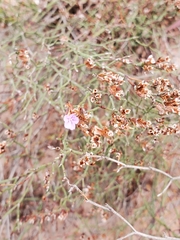 Limonium virgatum